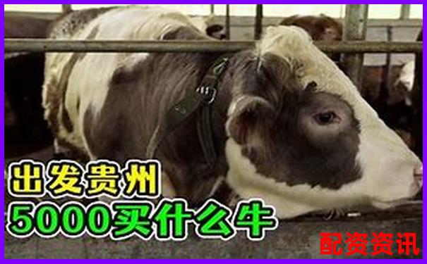 好牛配資的聯(lián)系電話是多少 您是否急需知曉-股票杠桿可以幾倍杠桿嗎怎么算的呢